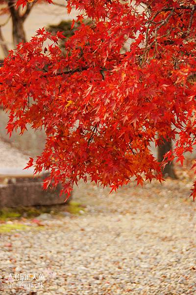 長岡京光明寺 (15)