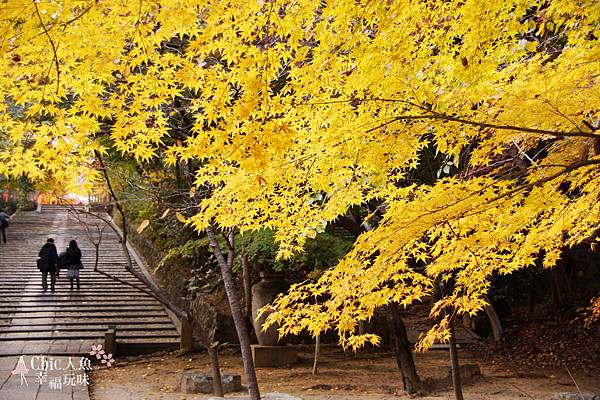 長岡京光明寺 (38)