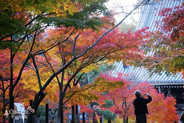 長岡京光明寺 (52)