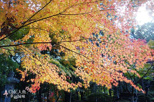 長岡京光明寺 (55)