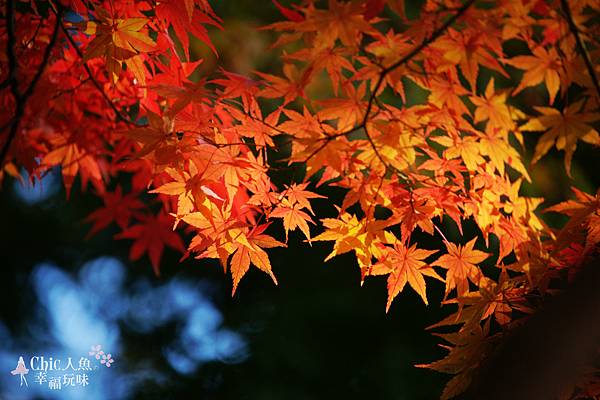 長岡京光明寺 (58)