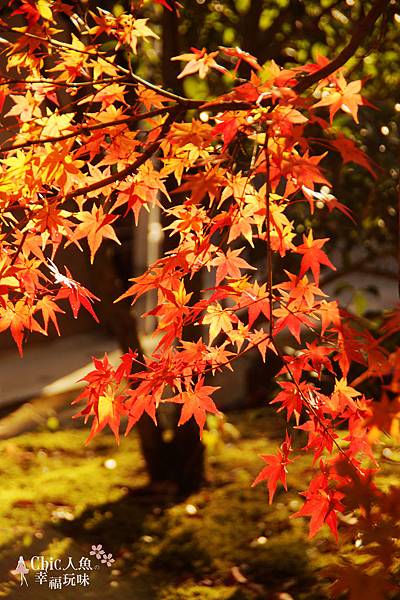 長岡京光明寺 (91)