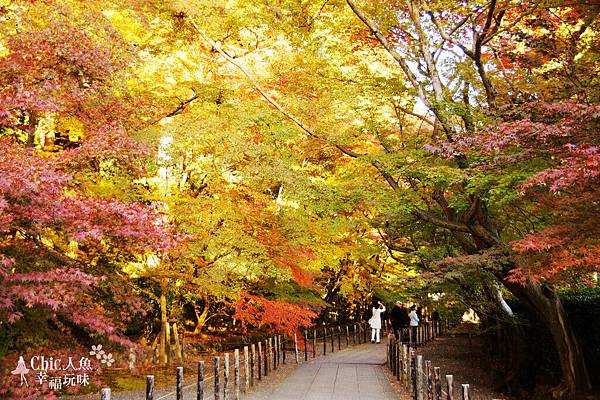 長岡京光明寺 (155)