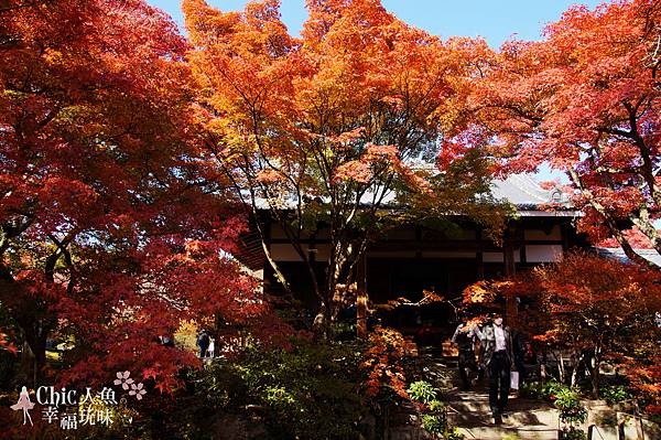 京都寶筐院2014紅葉 (38)