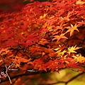 京都寶筐院2014紅葉 (63)