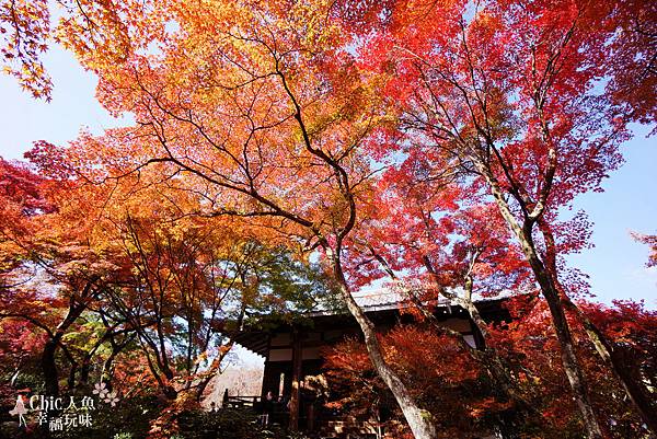 京都寶筐院2014紅葉 (104)