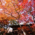 京都寶筐院2014紅葉 (104)