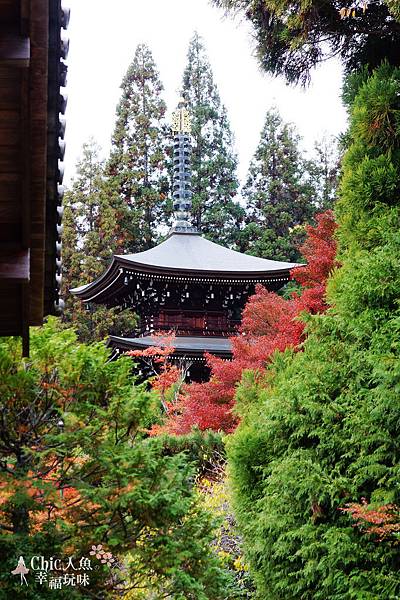 京都西芳寺-苔寺 (30)