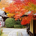 京都西芳寺-苔寺 (31)