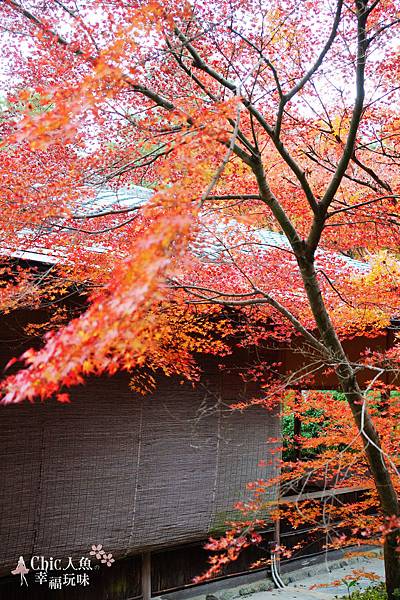 京都西芳寺-苔寺 (35)