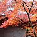 京都西芳寺-苔寺 (35)