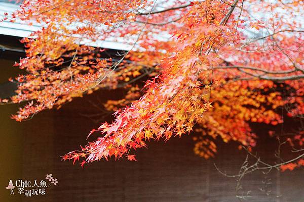 京都西芳寺-苔寺 (37)