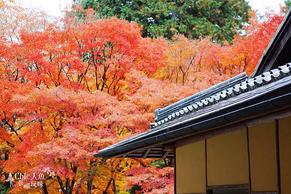 京都西芳寺-苔寺 (38)