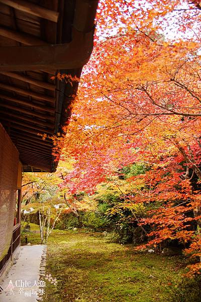 京都西芳寺-苔寺 (41)