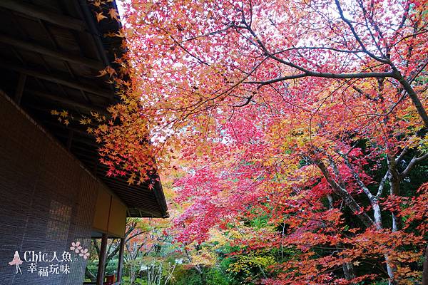 京都西芳寺-苔寺 (42)