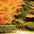 京都西芳寺-苔寺 (44)