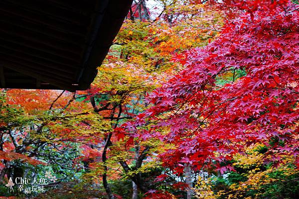 京都西芳寺-苔寺 (47)