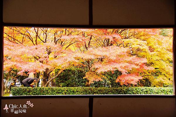 京都西芳寺-苔寺 (48)