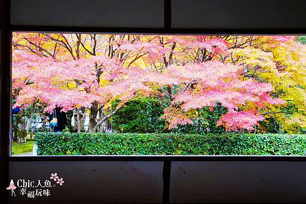 京都西芳寺-苔寺 (51)