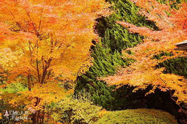 京都西芳寺-苔寺 (52)