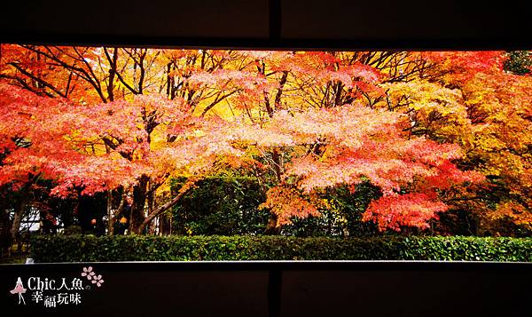 京都西芳寺-苔寺 (57)