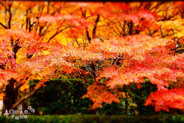 京都西芳寺-苔寺 (61)