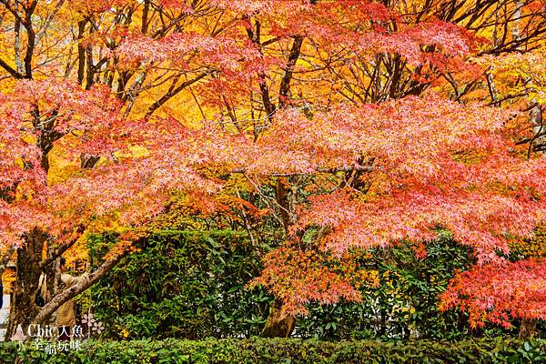 京都西芳寺-苔寺 (65)