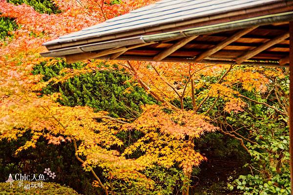 京都西芳寺-苔寺 (66)