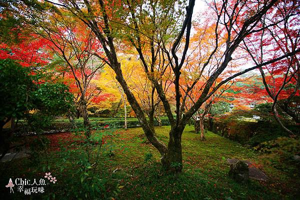 京都西芳寺-苔寺 (72)