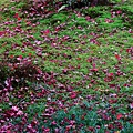 京都西芳寺-苔寺 (84)