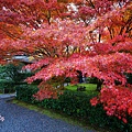 京都西芳寺-苔寺 (86)