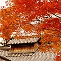 京都西芳寺-苔寺 (88)
