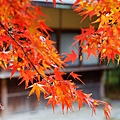 京都西芳寺-苔寺 (89)