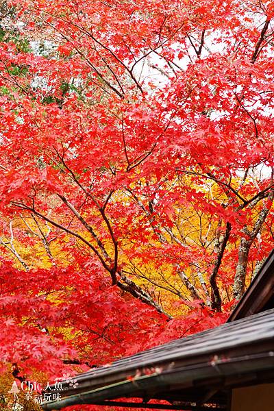 京都西芳寺-苔寺 (90)