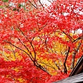 京都西芳寺-苔寺 (90)