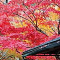 京都西芳寺-苔寺 (92)