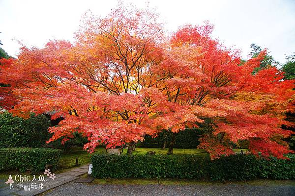 京都西芳寺-苔寺 (93)