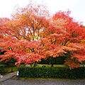 京都西芳寺-苔寺 (93)