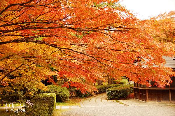 京都西芳寺-苔寺 (95)