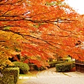 京都西芳寺-苔寺 (95)