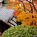 京都西芳寺-苔寺 (99)