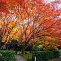 京都西芳寺-苔寺 (101)