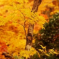 京都西芳寺-苔寺 (103)