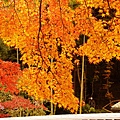 京都西芳寺-苔寺 (107)