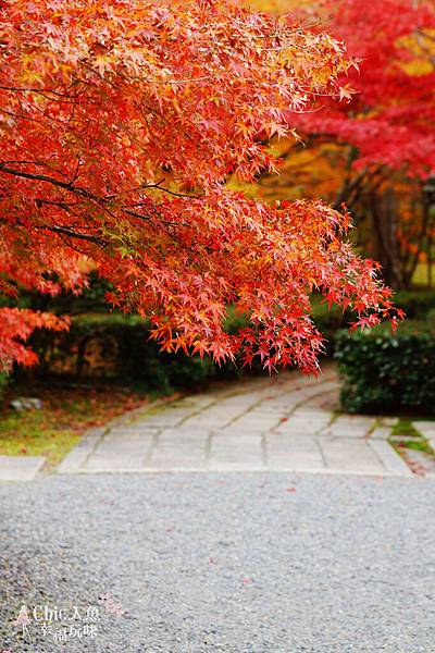 京都西芳寺-苔寺 (109)