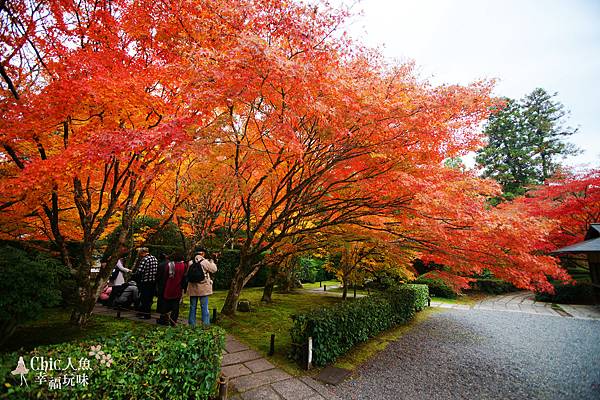 京都西芳寺-苔寺 (110)