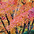 京都西芳寺-苔寺 (112)