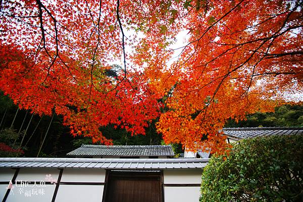 京都西芳寺-苔寺 (114)