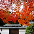 京都西芳寺-苔寺 (114)