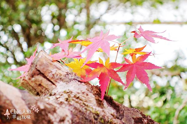 京都西芳寺-苔寺 (115)